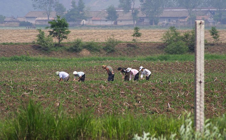 Foto: agricultores de Corea del Norte en un campo. Wikimedia Commons.